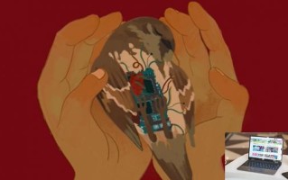 鸟之谜能够家庭共享吗